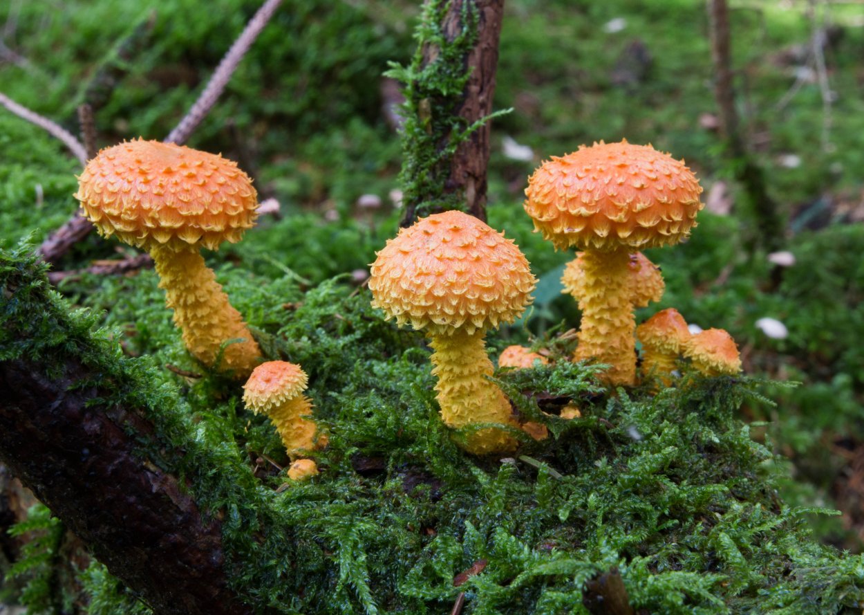 Огненная чешуйчатка Королевский опенок