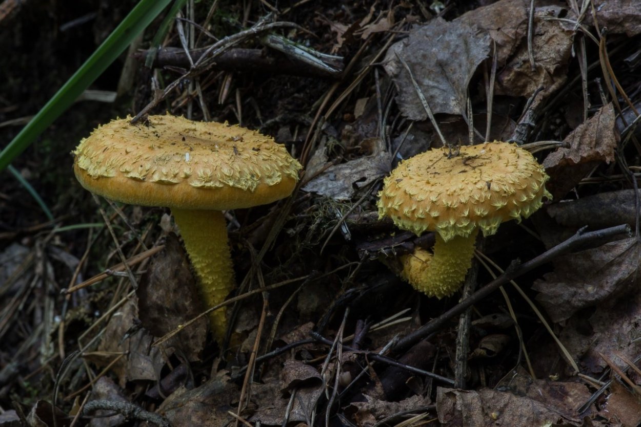 Чешуйчатка Гаревая гриб