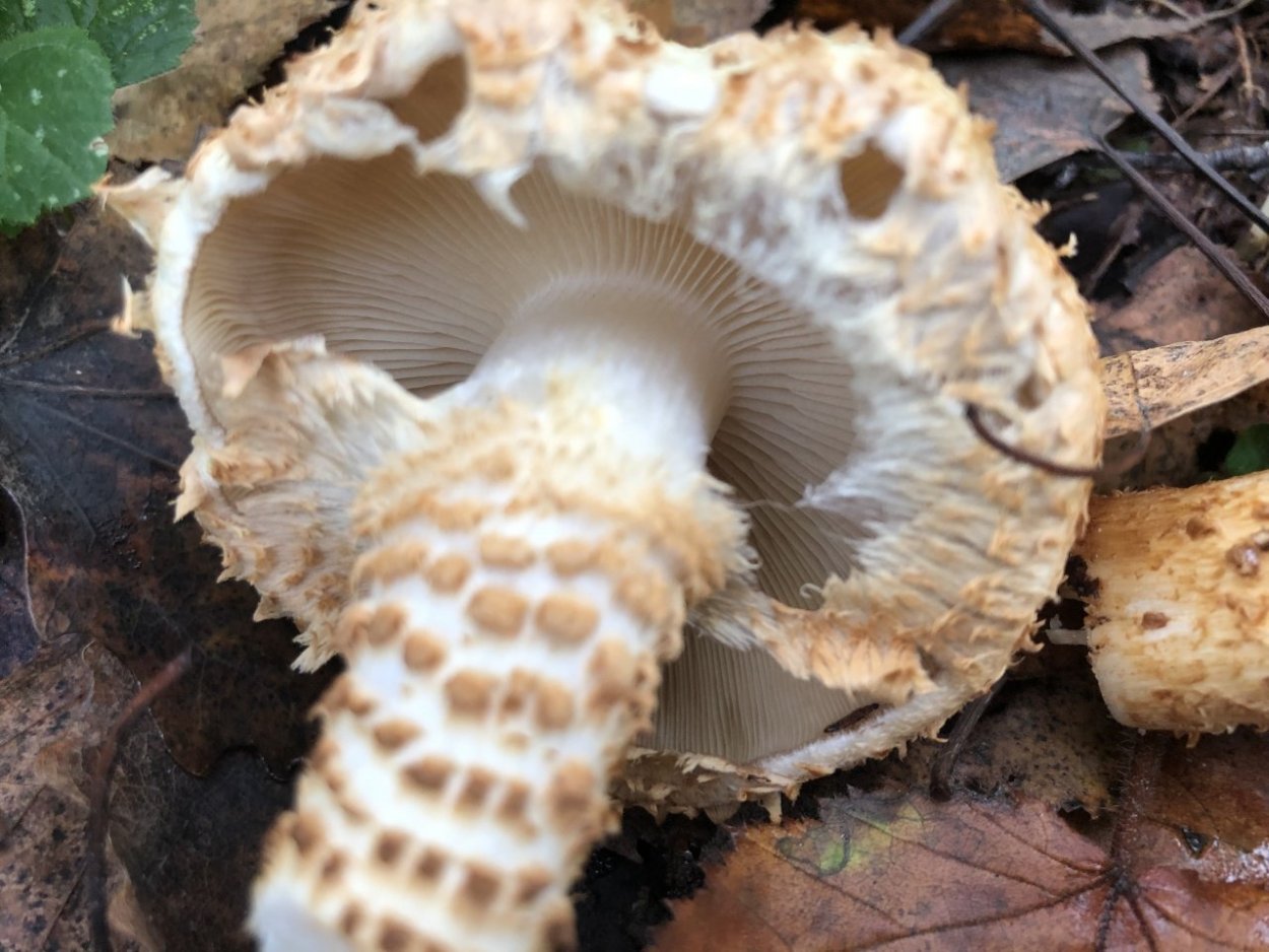 Чешуйчатка Тополевая съедобная