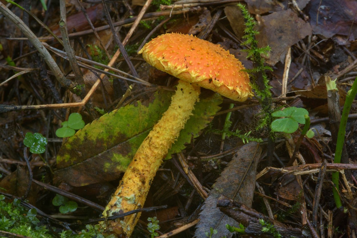 Чешуйчатка Ольховая съедобная