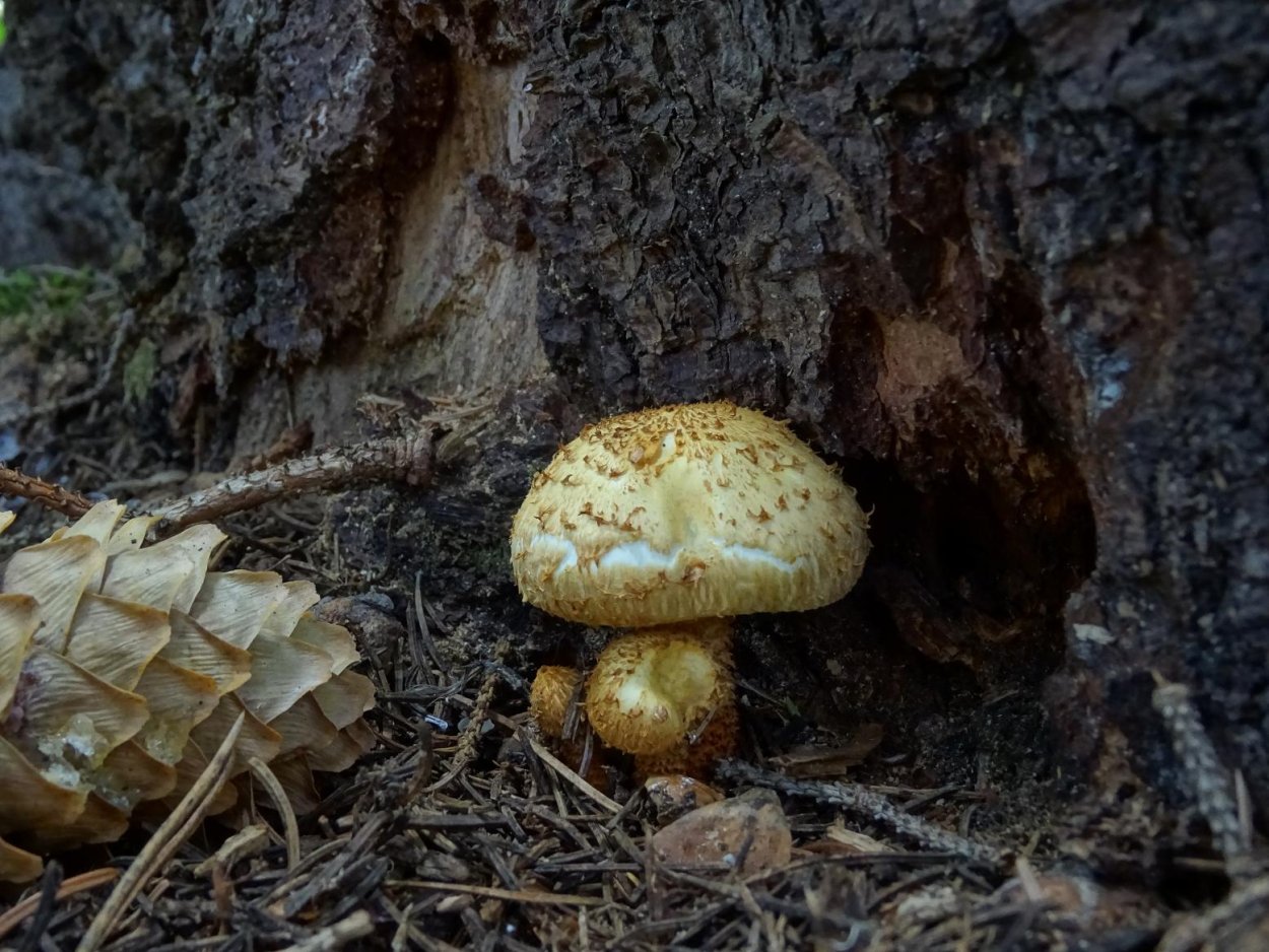 Опята чешуйчатка золотистая