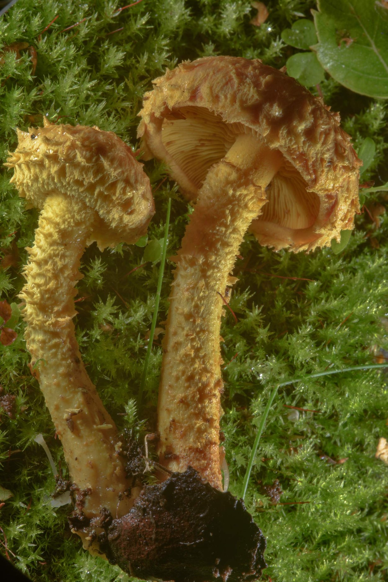 Чешуйчатка золотистая Старая