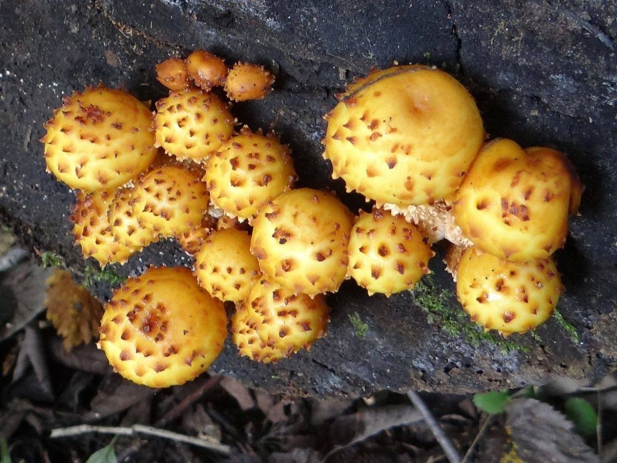 Опенок кирпично-красный Hypholoma lateritium