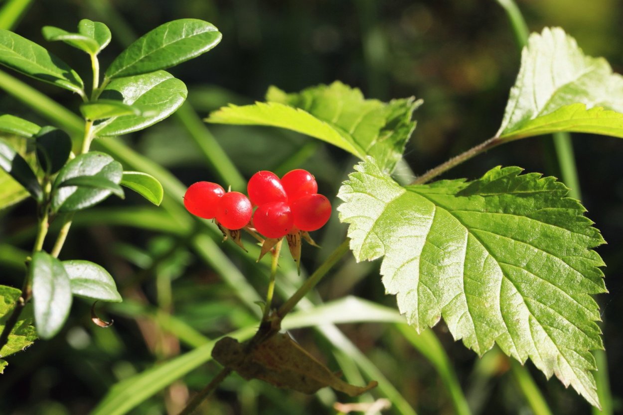 Костяника ягода