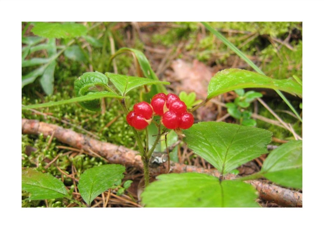 Костяника Лесная