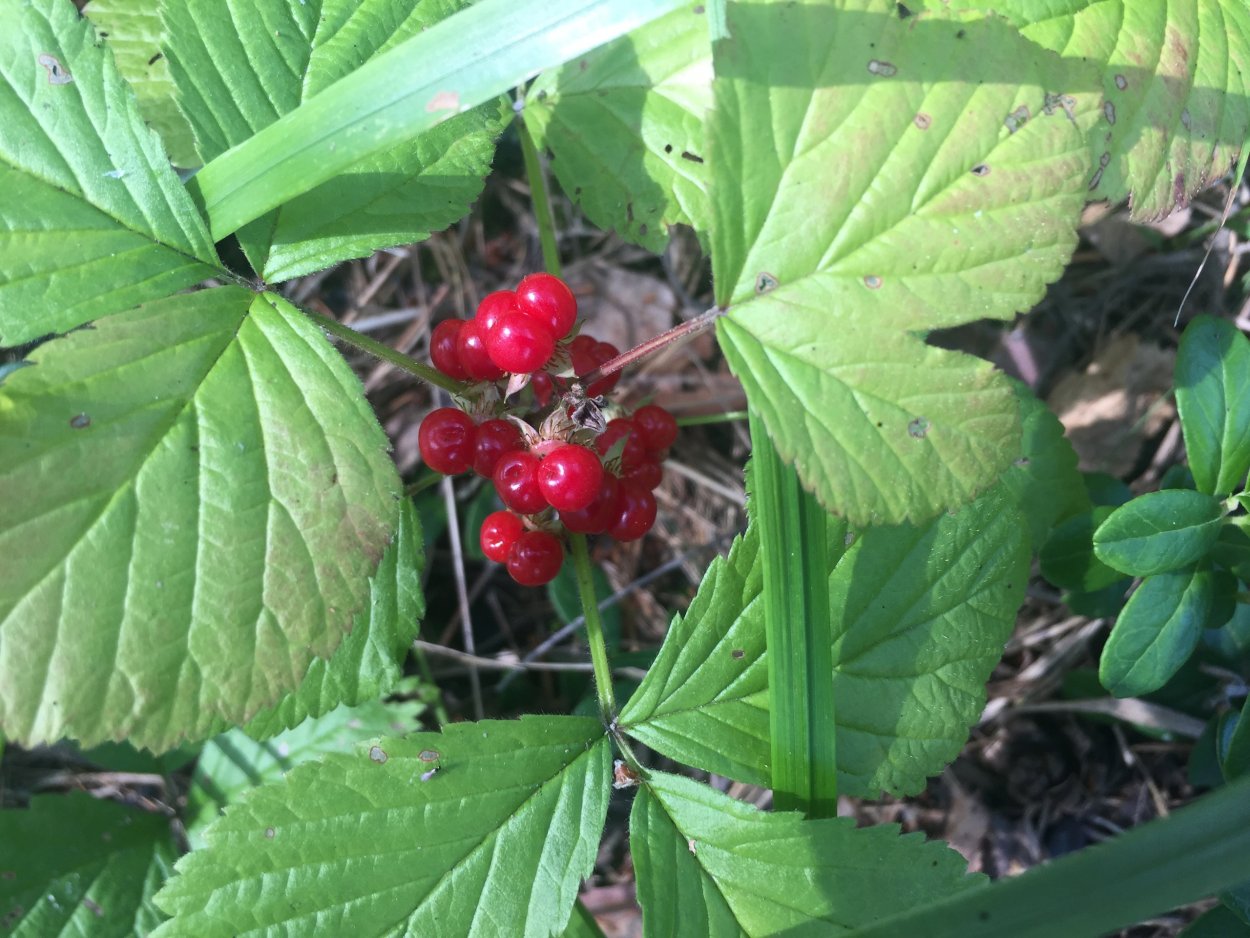 Княженика Арктическая