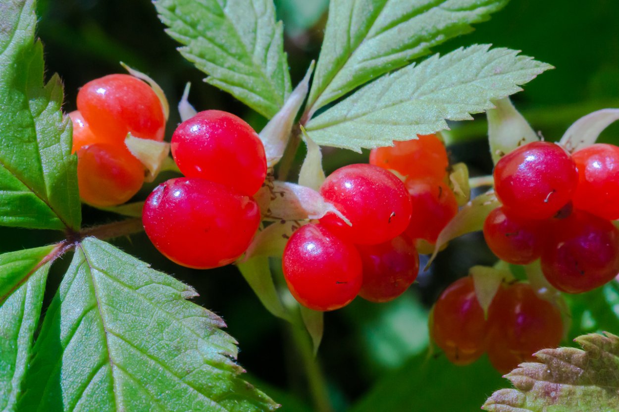 Rubus saxatilis костяника
