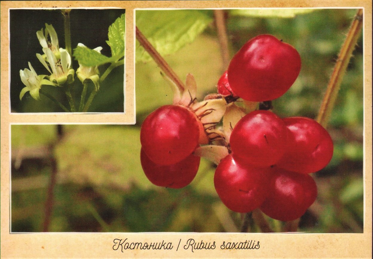 Костяника Криница