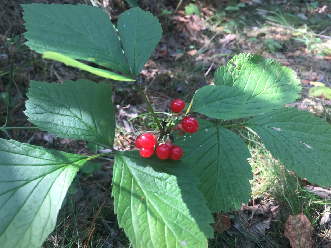 Костяника ягода для детей