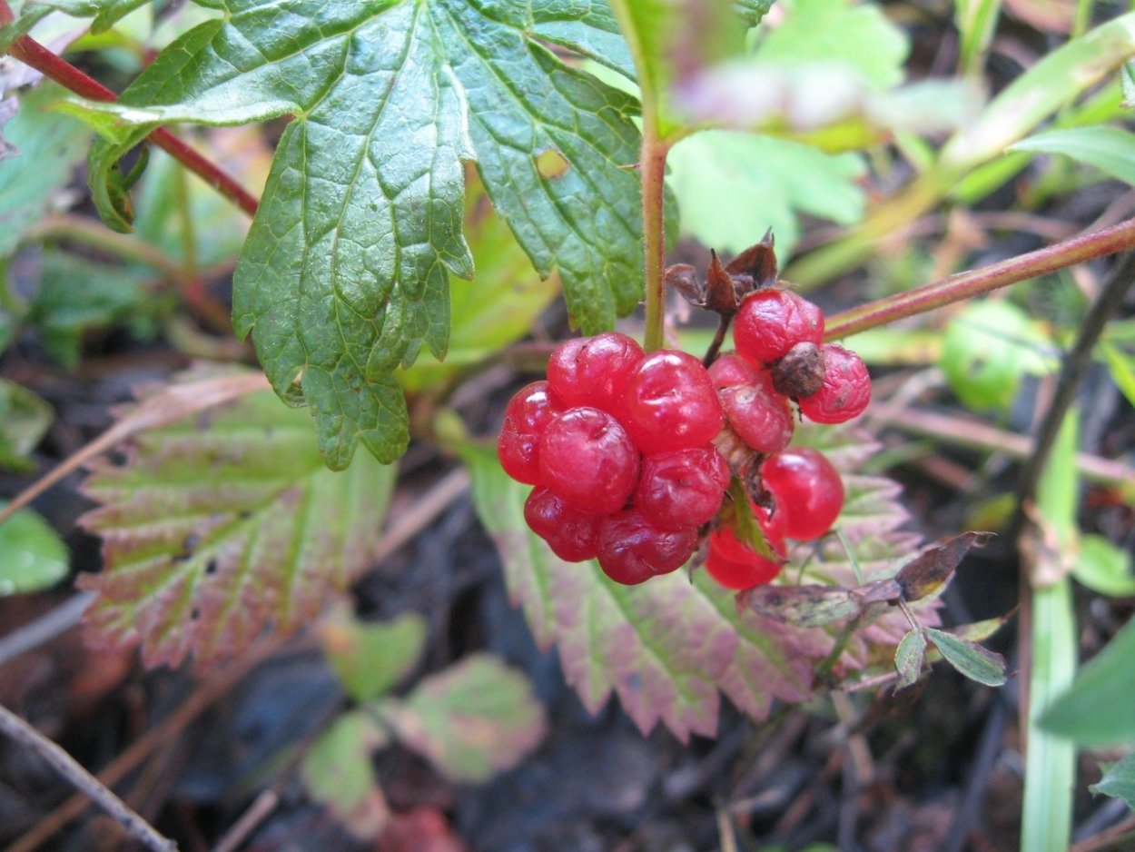 Костяника Лесная