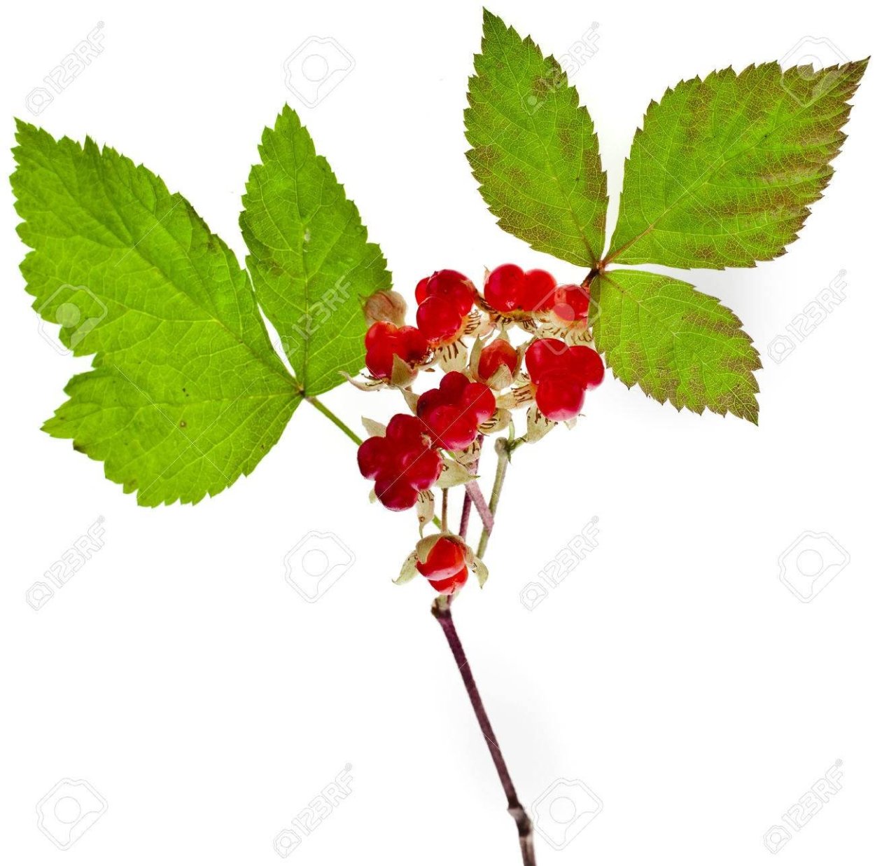 Костяника ягода