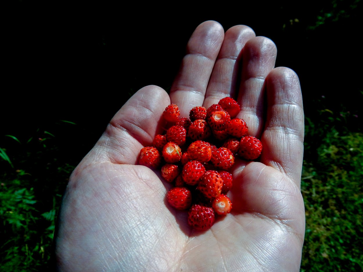 Костяника столоны