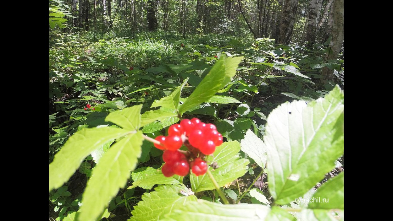 Костяника Лесная