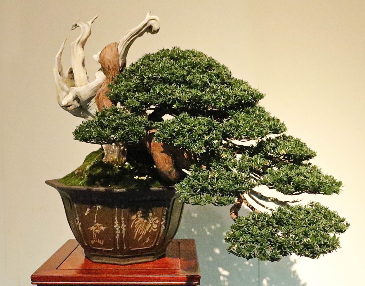 Итальянский Кипарис бонсай