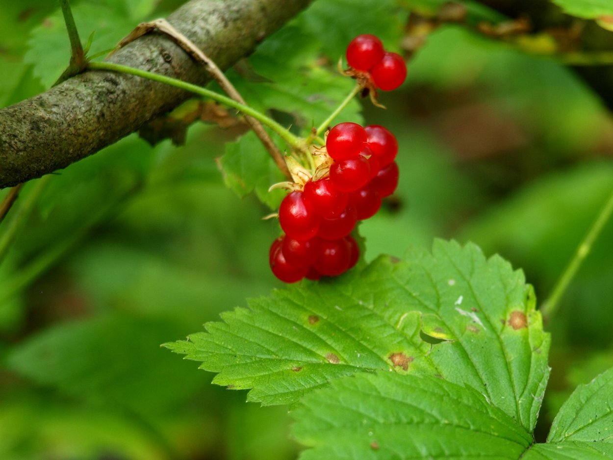 Кара Борлегэн