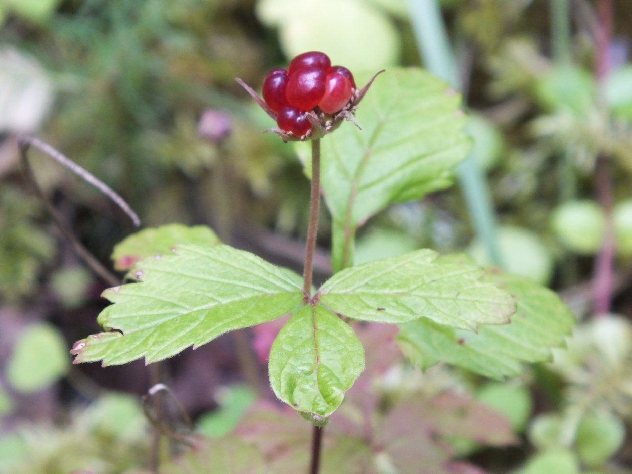 Княженика ягода