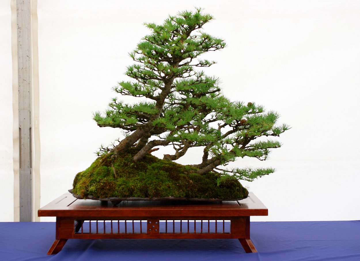 Larix kaempferi Anne's Bonsai