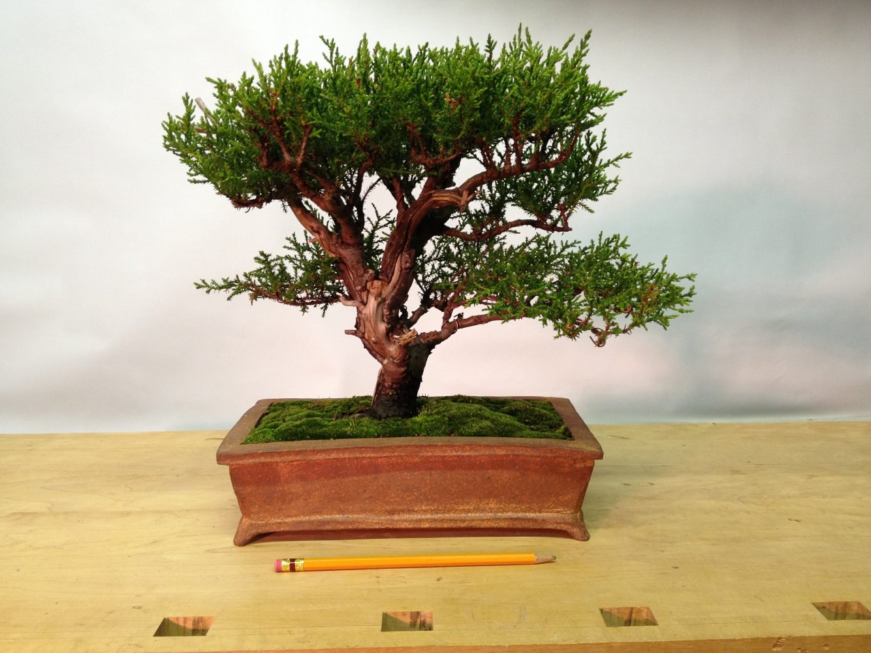 Бонсай Хамаекипарис