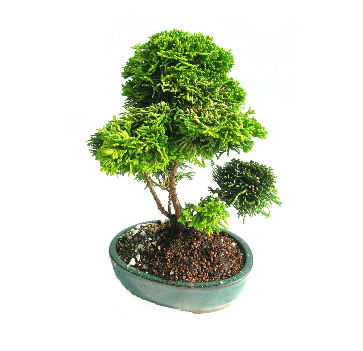 Кипарисовик Элвуди бонсай