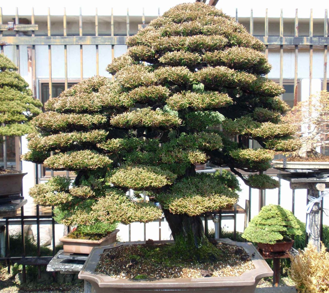 Бонсай Кипарис