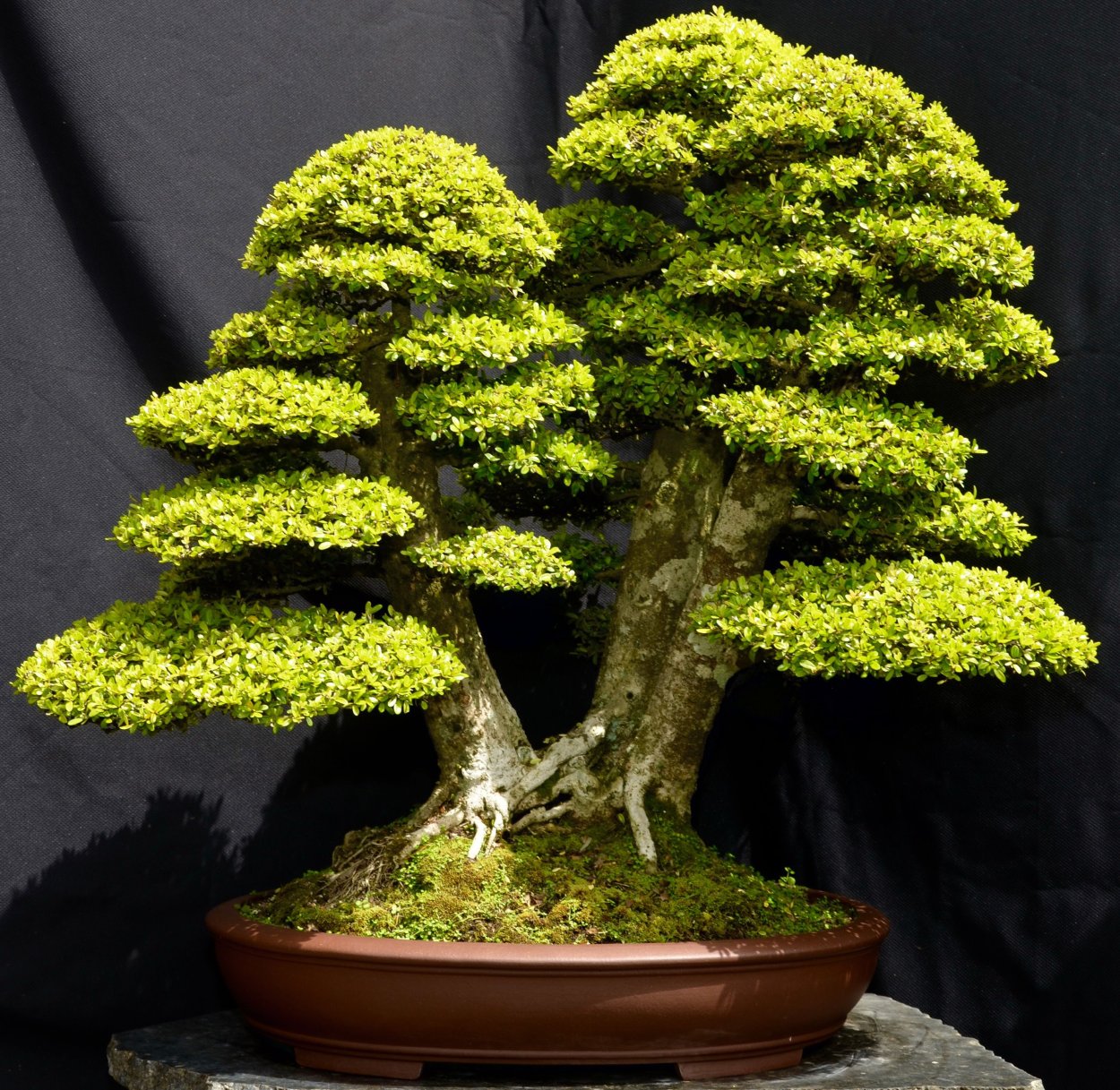 Кипарисовик туполистный бонсай