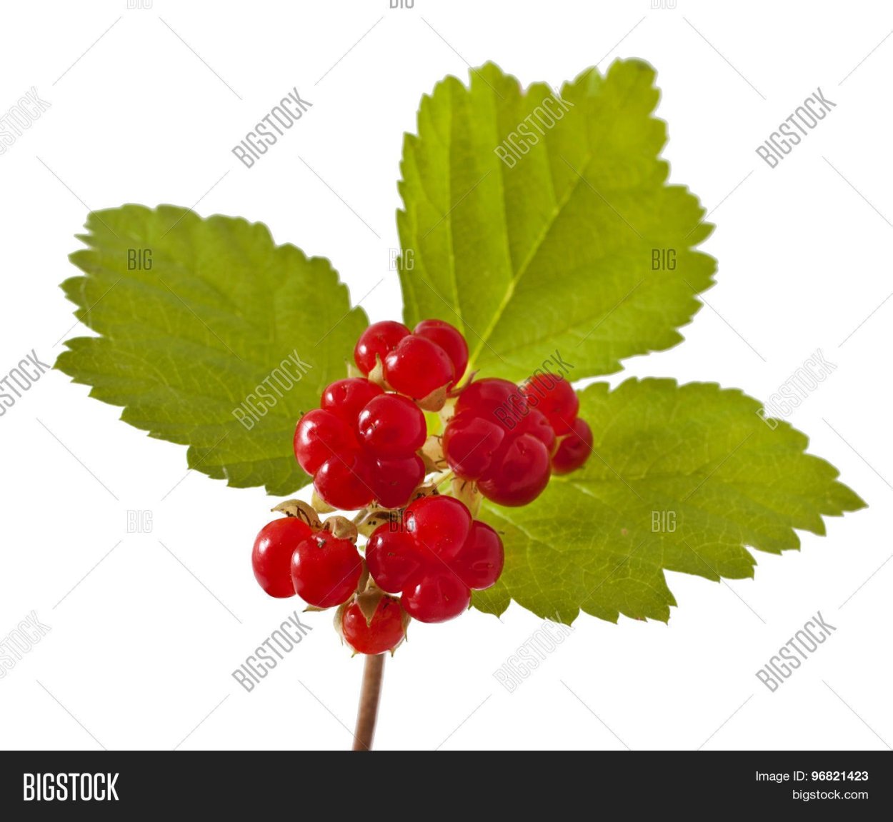 Костяника Лесная