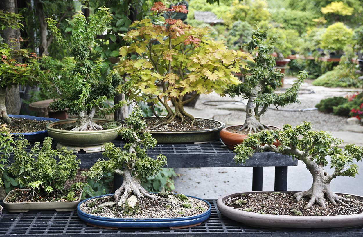 Бонсай из кипарисовик Top point