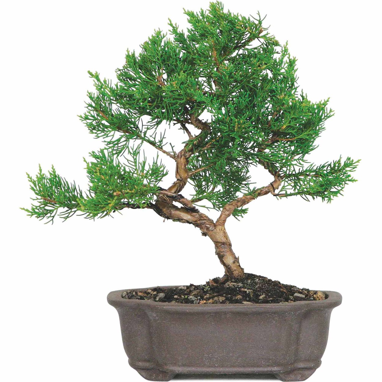 Туя бонсай Живая