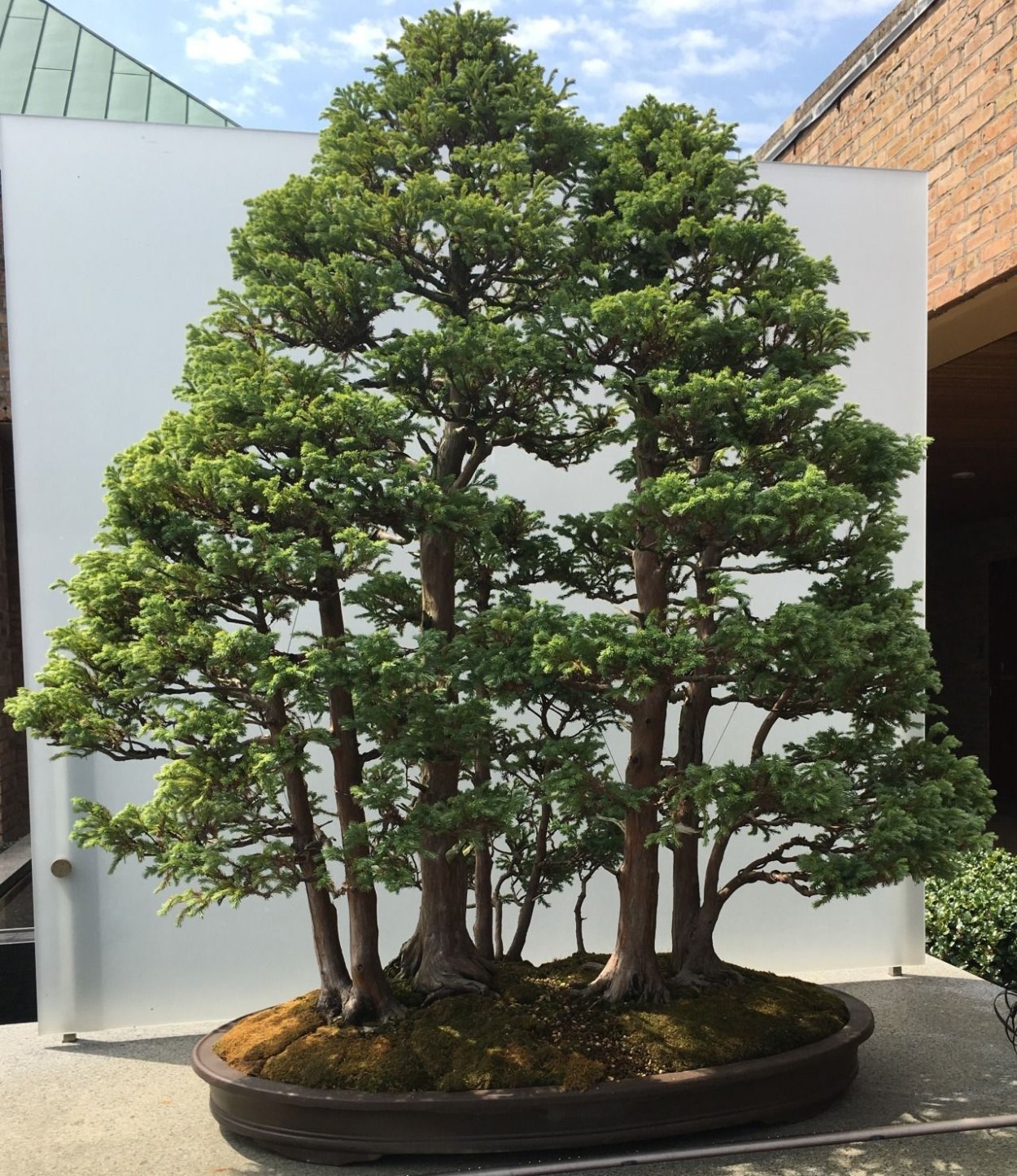 Кипарисовик булевард бонсай