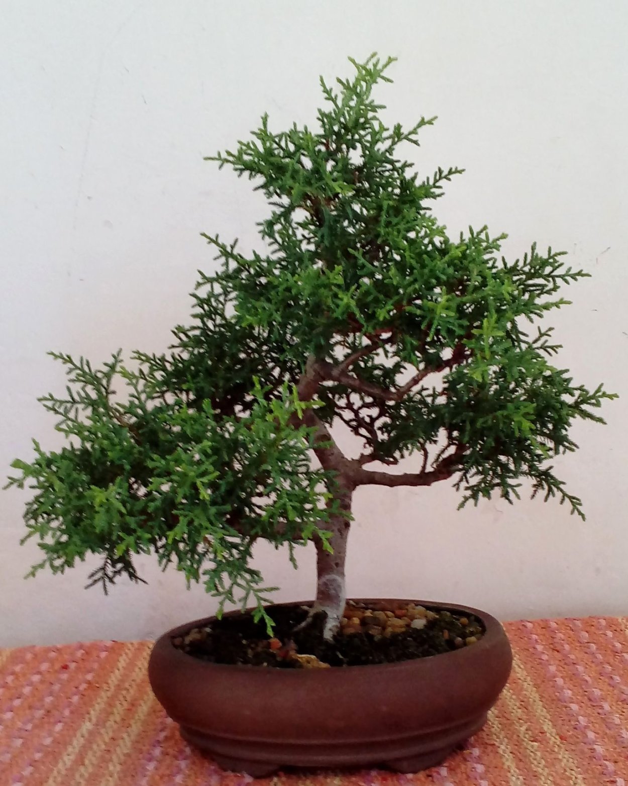 Кипарисовик Bonsai