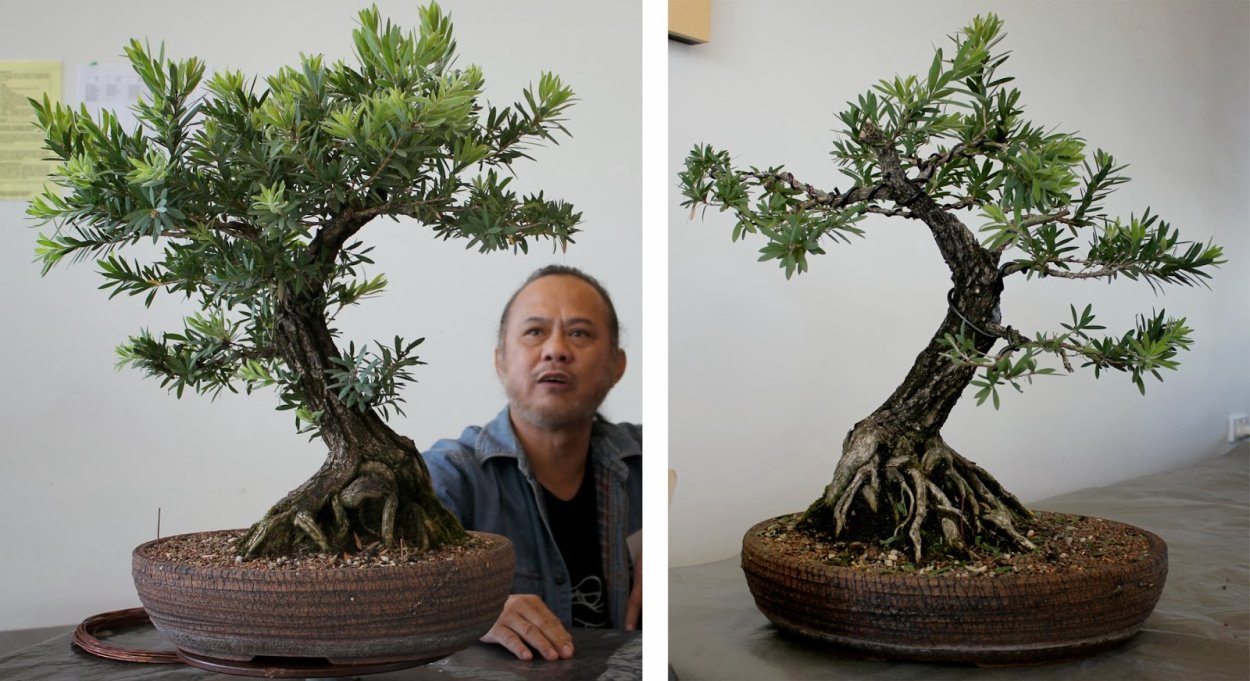 Бонсай из кипарисовика Лавсона