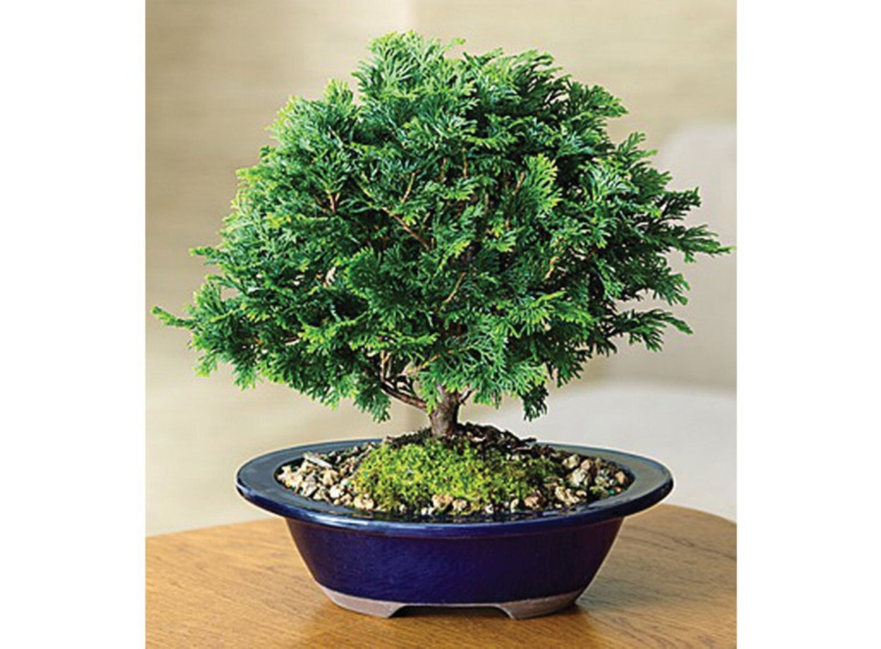Chamaecyparis Bonsai