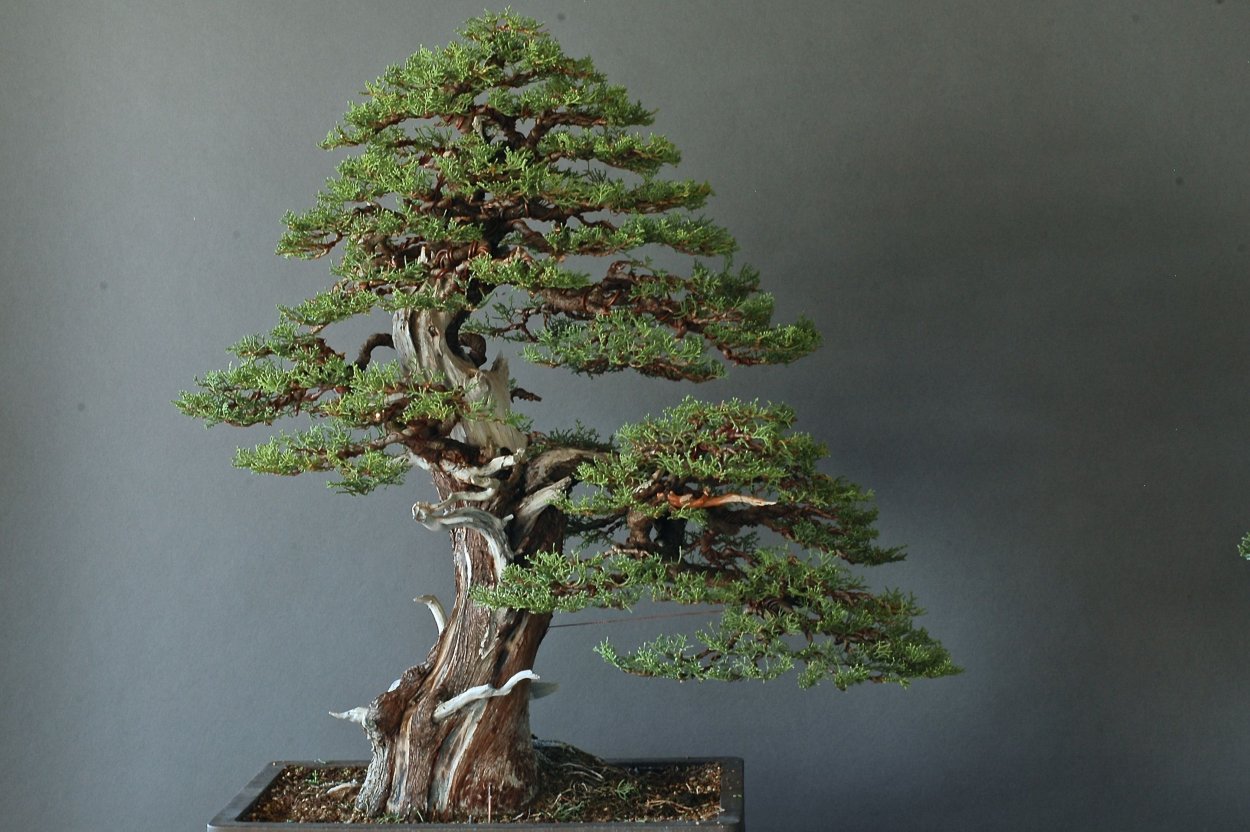 Бонсай Кипарис