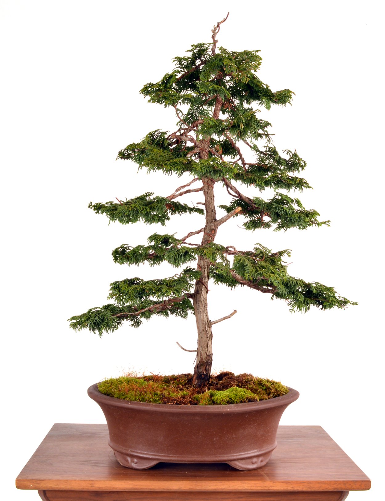 Кипарисовик Лавсона бонсай