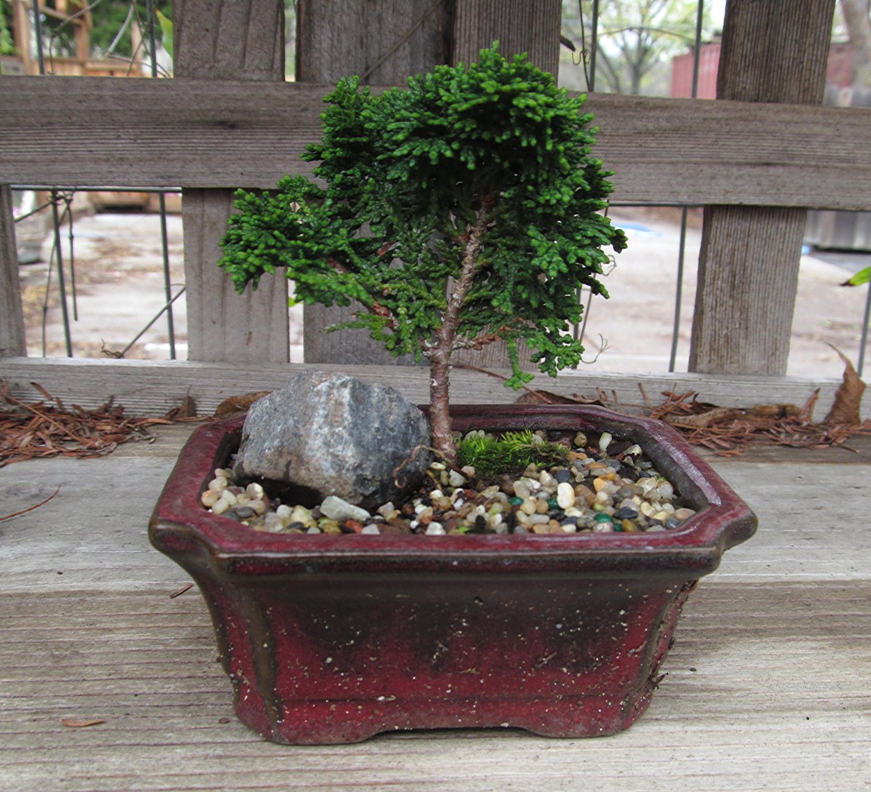 Кипарисовик туполистный бонсай