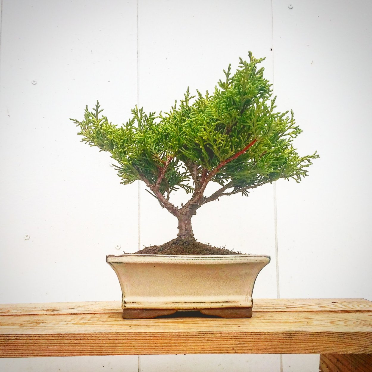 Бонсай Хамаекипарис