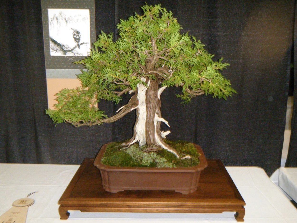 Бонсай микс Кипарис