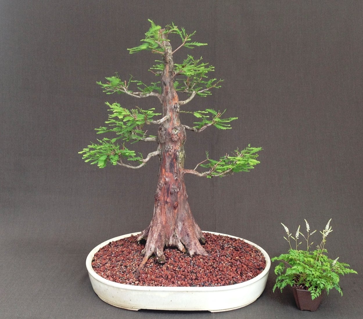 Таксодиум бонсай