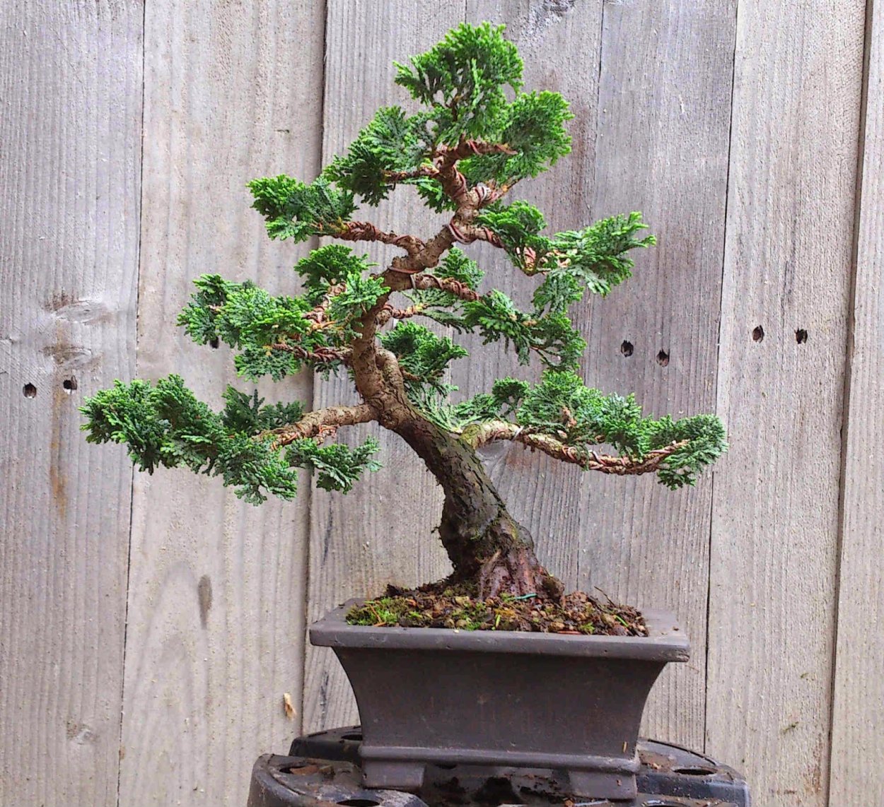 Нана Грацилис бонсай