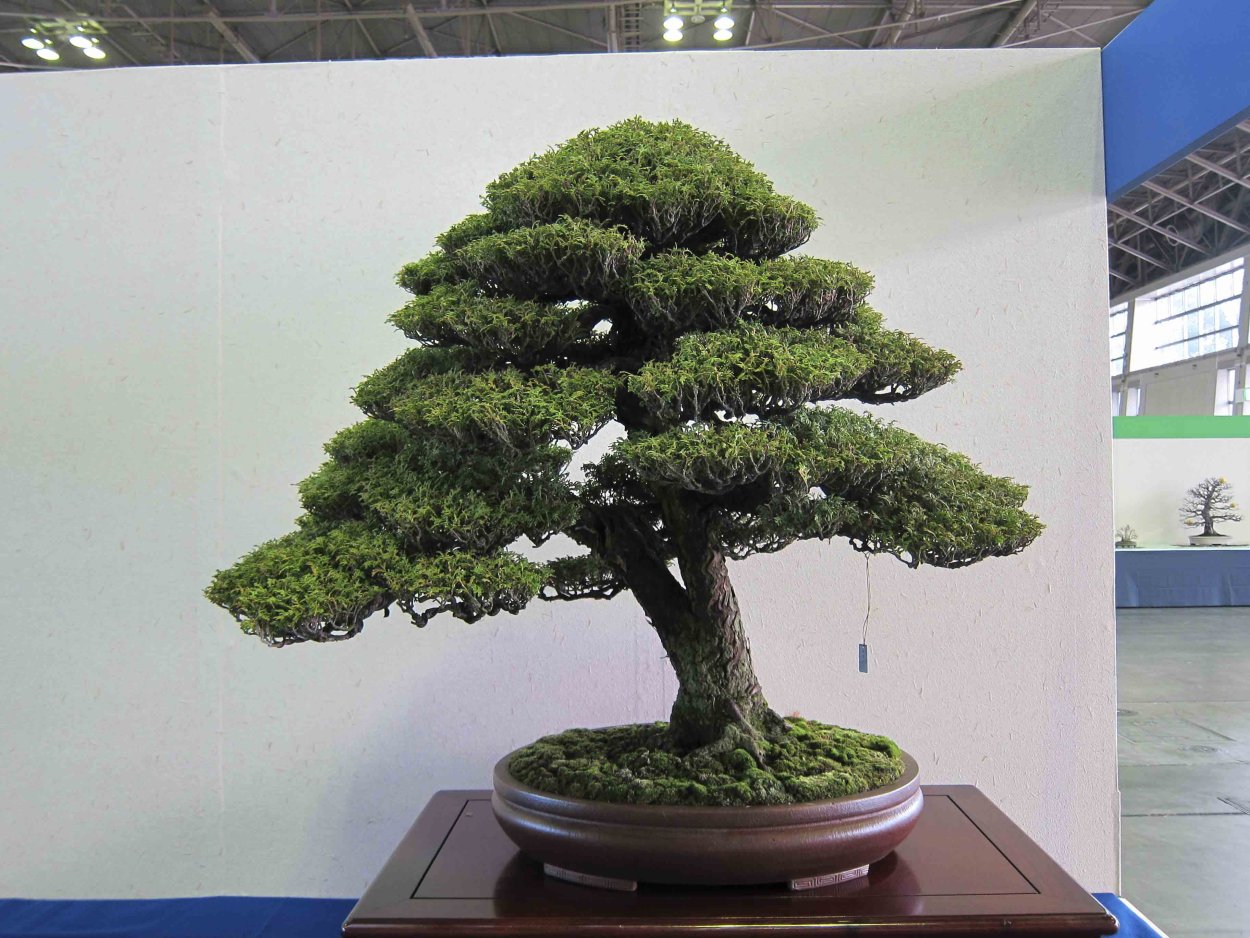 Кипарисовик Bonsai