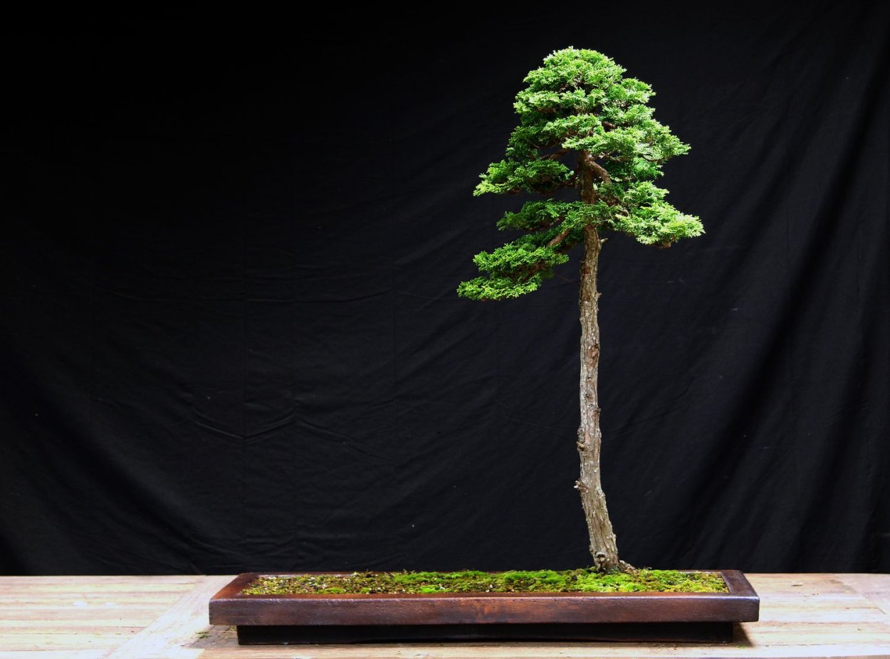 Кипарис бонсай колоновидный