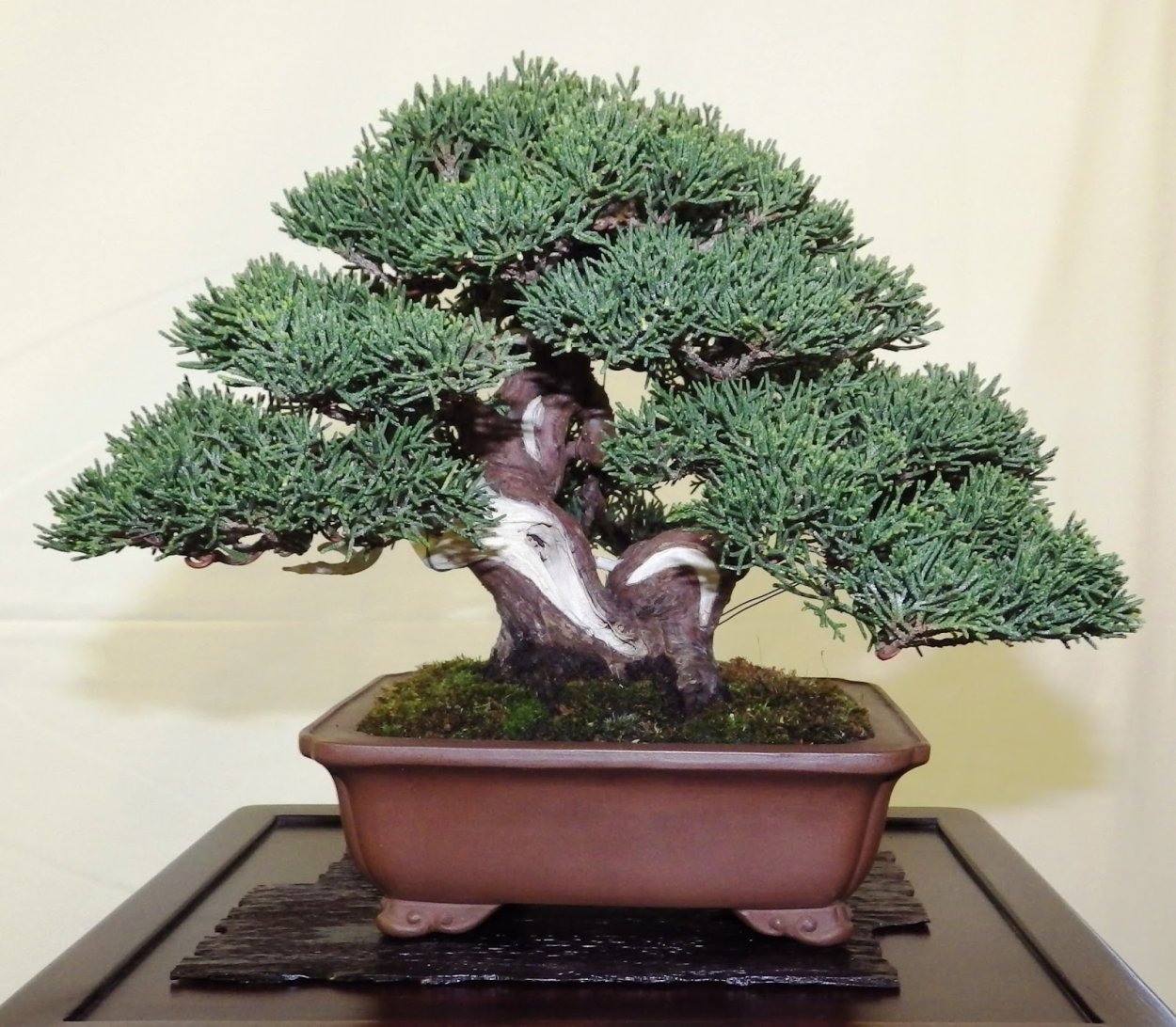 Бонсай Хамаекипарис