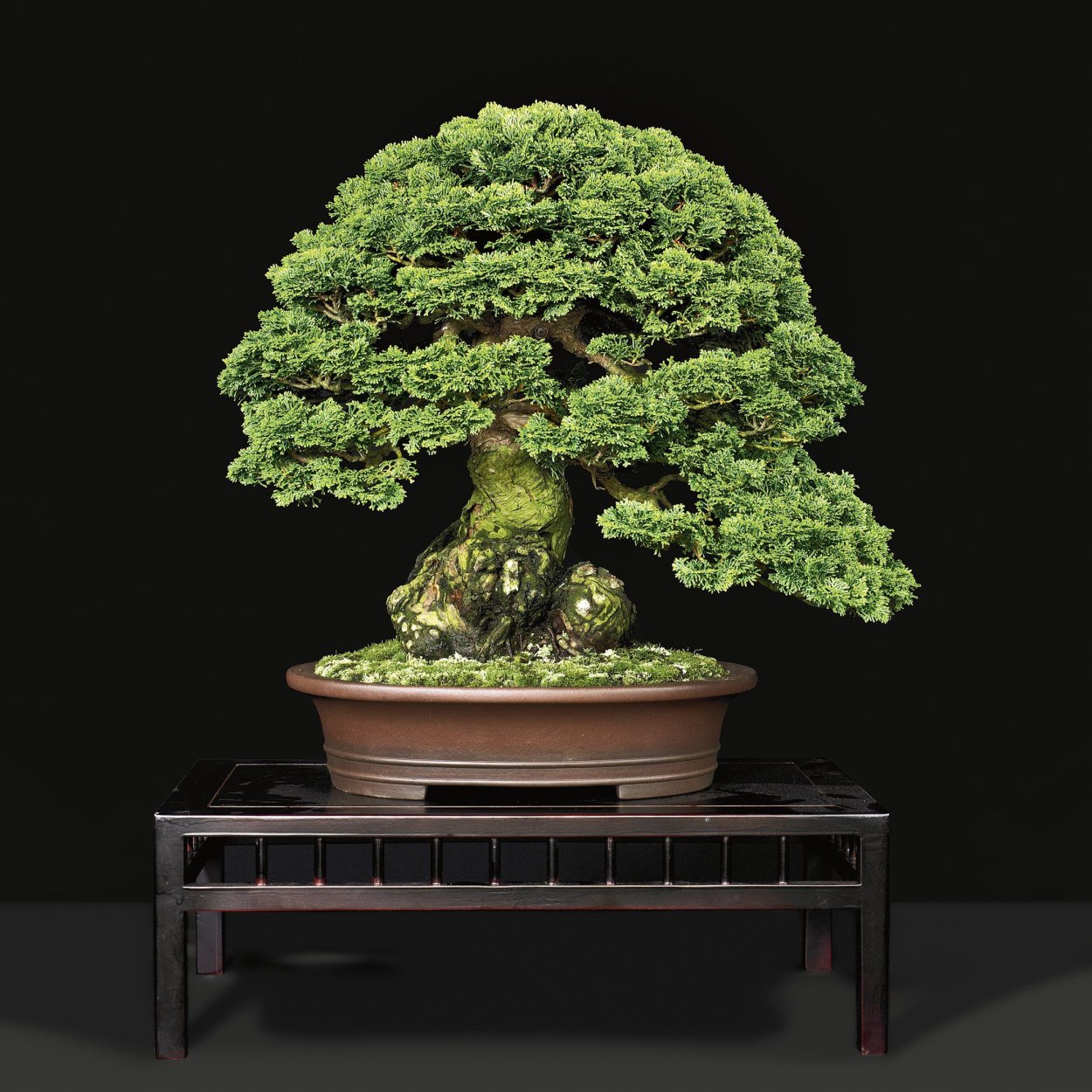 Японский Кипарис бонсай