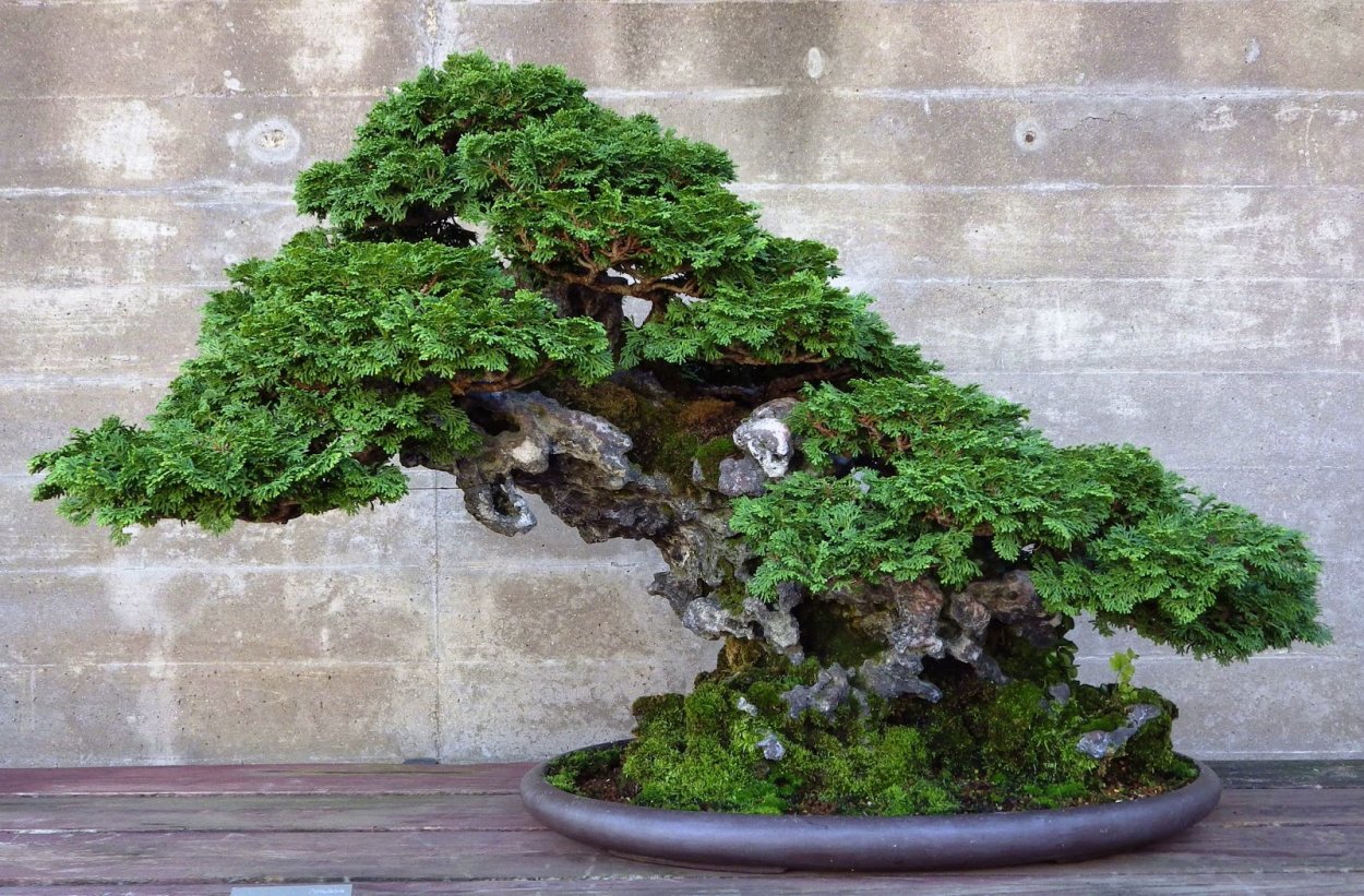 Hinoki Cypress Bonsai