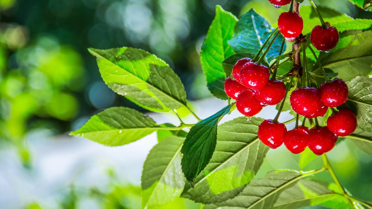 Зонтичные растения вишня