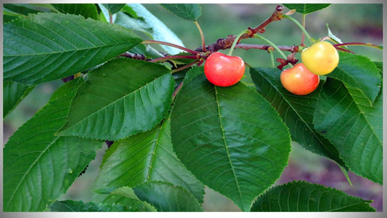 Лист дичка черешни