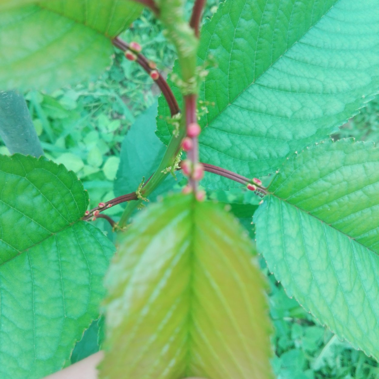 Листья черешни Дроганова