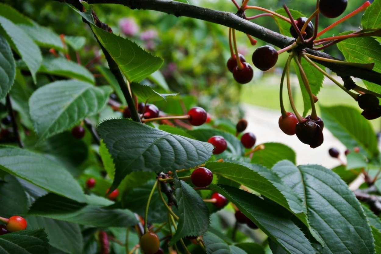Вишня Подбельская дерево