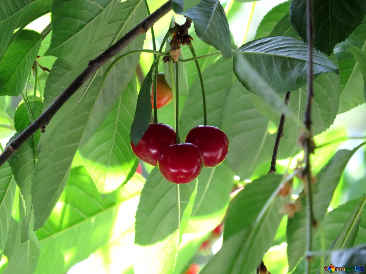Вишня с листочком