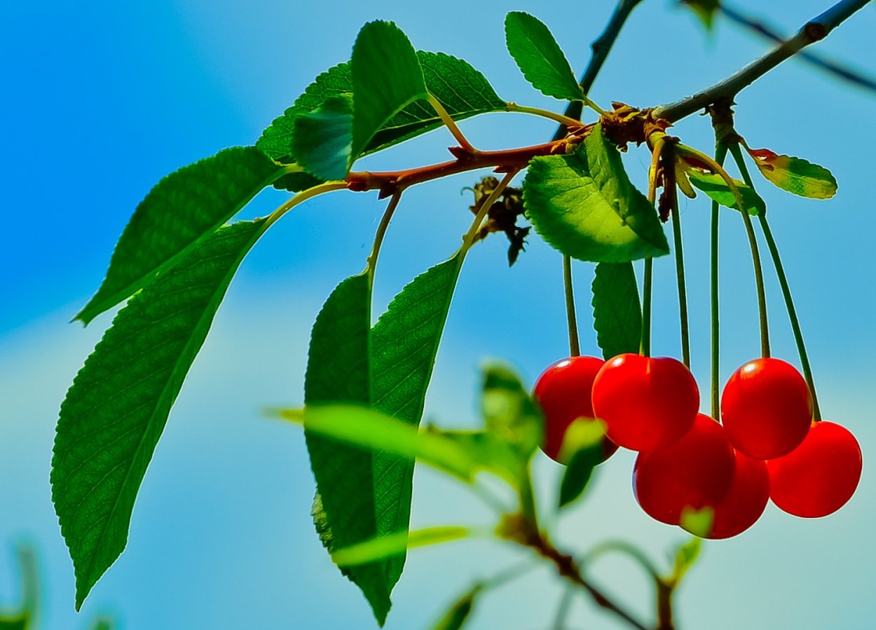 Ветка вишни